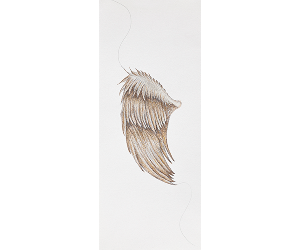 Gersony: Série SOBREvôos XV - Lápis de cor e pastel oleoso sobre papel 42x17 cm - 2017